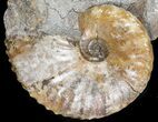 Hoploscaphites Ammonite - South Dakota #44036-1